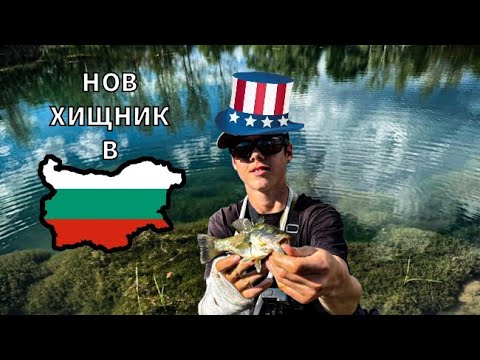 Видео: ИНВАЗИВЕН ВИД РИБА В БЪЛГАРИЯ! РИБОЛОВ НА Largemouth Bass