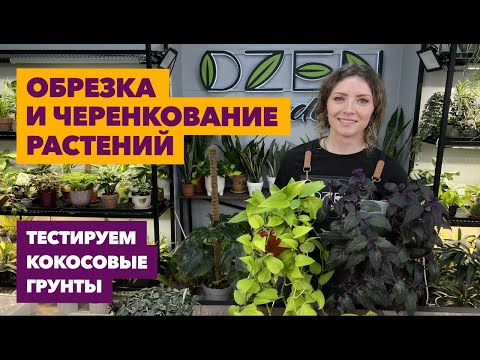 Видео: Обрезка и черенкование комнатных растений » Март 2025