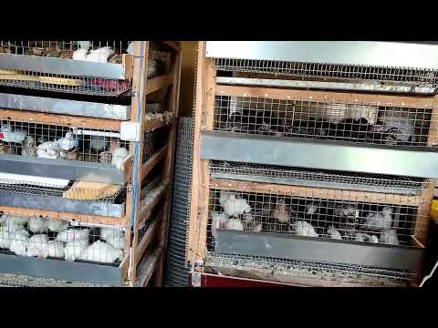 Видео: выгодно ли держать перепела. жизнь в деревне