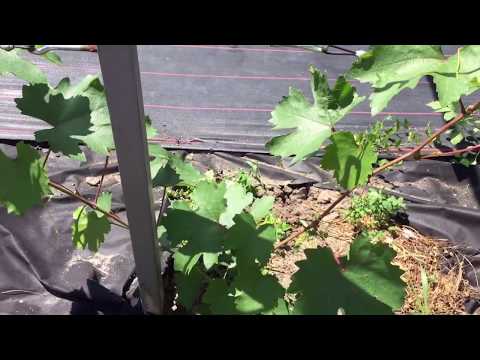 Видео: Формировка однолетнего куста винограда.