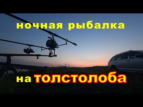 Видео: Ночная рыбалка на ТОЛСТОЛОБА 🐬🐬🐬 Ловим на РЕЗИНКУ / Fishing Video