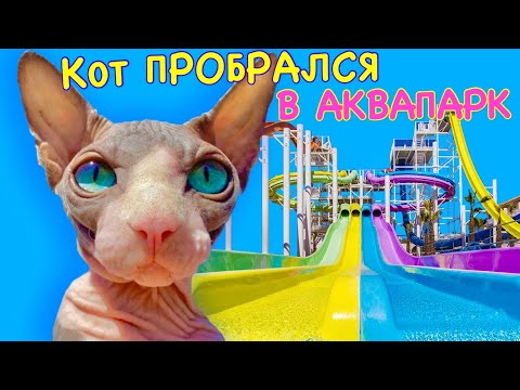 Видео: Кот плавает в ОГРОМНОМ АКВАПАРКЕ ! 😻 Кот Миллион