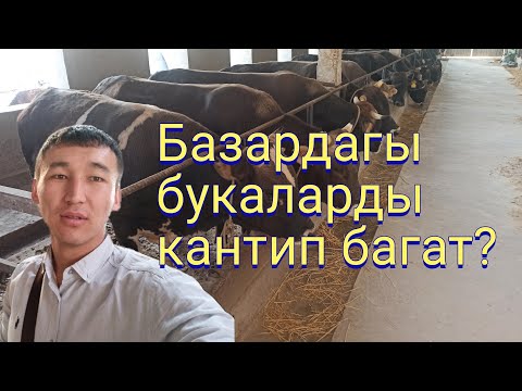 Видео: Бука багуу бизнеси.
