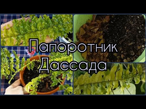 Видео: Папоротник Нефролепис Дассада🍀Пересадка🌸Состав грунта🍀Подбор условий содержания🌸Уход🍀Свет🌸Влажность