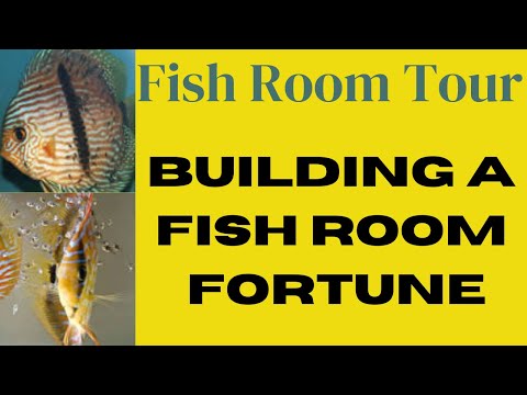 Видео: От хобби к бизнесу: прибыльный тур по разведению дискусов. Секреты раскрыты!
