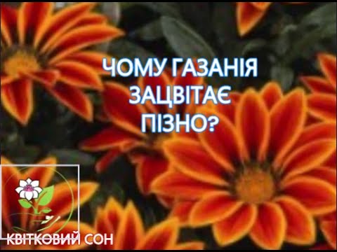 Видео: ЧОМУ ГАЗАНІЯ ЗАЦВІТАЄ ПІЗНО?