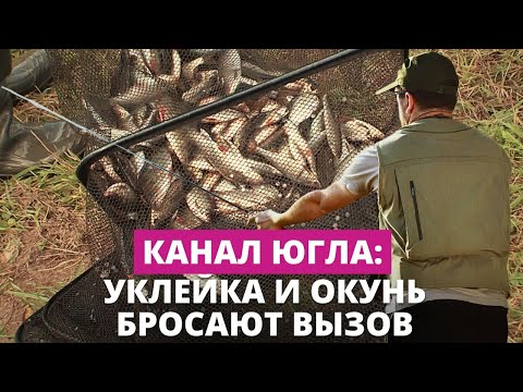 Видео: Чемпионат Латвии по спортивной рыбалке на фидер: только и успевай вытаскивать удочку...