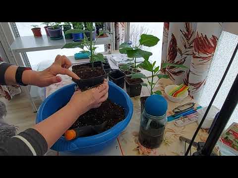 Видео: Продолжаем эксперимент с перцем Колокольчик!