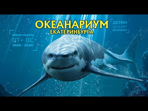 Видео: Океанариум Екатеринбурга 2020