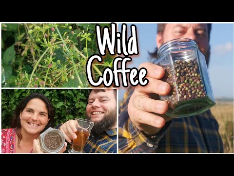 Видео: Бесплатный кофе, который растёт вокруг нас ☕ Как приготовить кофе Кливерс 🌿