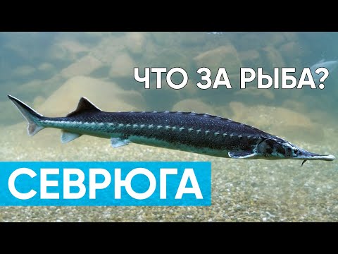 Видео: Севрюга. Что за рыба и с чем ее едят? #рыба #пруд #севрюга #осетр