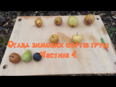 Видео: Огляд груш:Анжеліс,Яблунівська,Директор Альфан,Амфора та ін.Частина 1