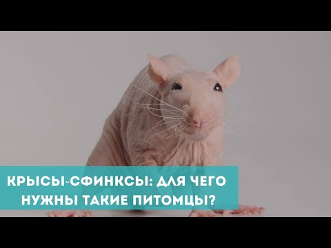 Видео: Крысы-сфинксы: для чего заводить такого питомца?