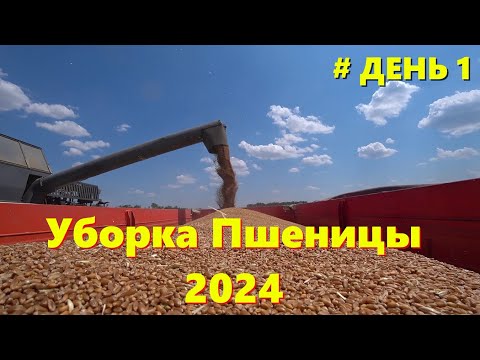 Видео: УБОРКА ПШЕНИЦЫ 2024 /Самый ранний Старт Уборки Озимой Пшеницы на Моей Памяти /СТРАДА НА КУБАНИ