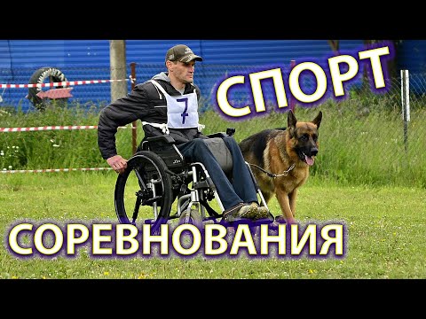Видео: Соревнования Большой Русский Ринг. На коляске с собакой.♿🐕