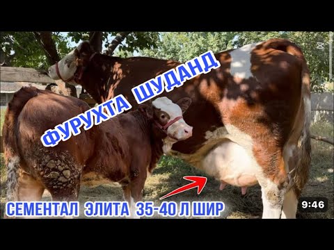Видео: ⛔️ФУРУХТА ШУДАНД 