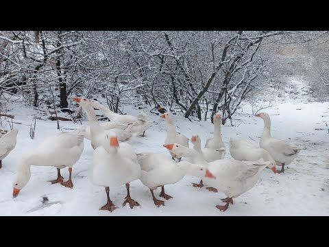 Видео: Перший сніжок❄️