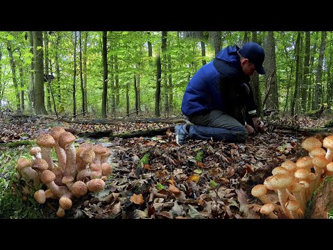 Видео: Лес усыпан МОЛОДЫМИ ОПЯТАМИ набрал много