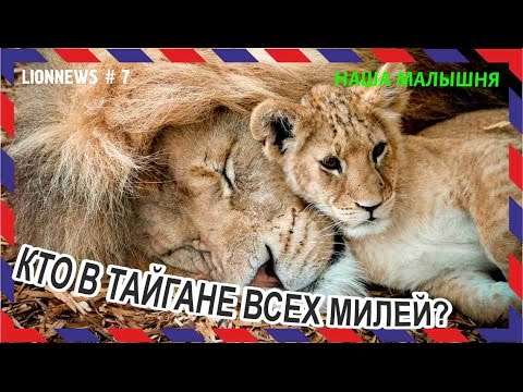 Видео: Львиная новость №7. Львята