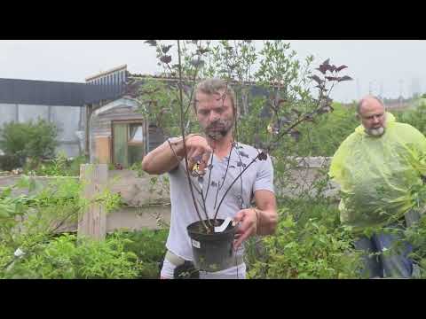 Видео: Александр Шаронин в Репейнике. Полная версия мастер-класса