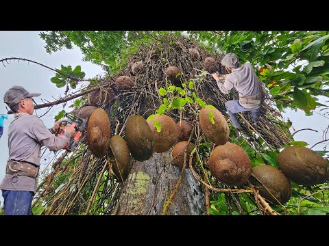 Видео: Распиловка большого, плодоносящего кокосового дерева возле дома, много листьев и плодов, Техничес...