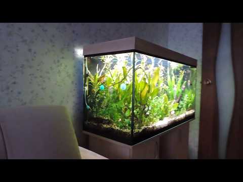 Видео: Аквариум 200 литров 1 год и 8 месяцев после запуска (мое тропическое озеро).