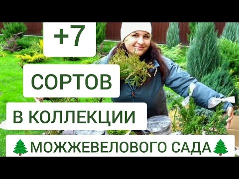 Видео: НОВЫЕ 7 СОРТОВ В КОЛЛЕКЦИЮ 🌲МОЖЖЕВЕЛОВОГО САДА🌲. 25.10.2024г. БЕЛАРУСЬ, ГОМЕЛЬСКАЯ ОБЛАСТЬ