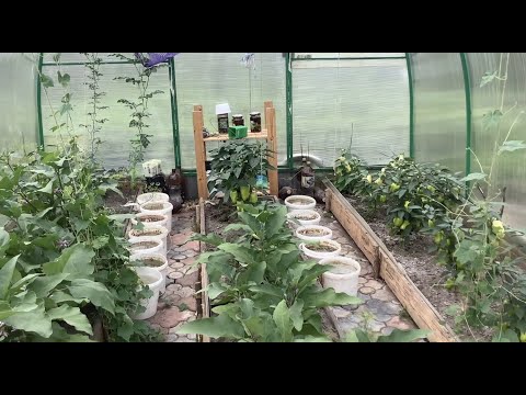 Видео: Трейси заболела. Копаю чеснок. Баклажаны прут, сорняки одолевают.