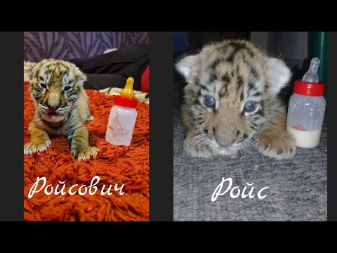 Видео: Тигрятам 2 недели, подушка с Били-Били/Tiger Cubs are 2 weeks old, pillow from BILI BILI I 6 выпуск