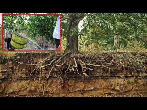 Видео: Полив промышленного сада грецкого ореха