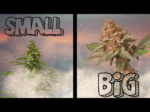 Видео: Вот как получить огромный урожай на небольшой площади