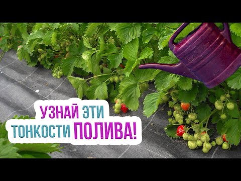 Видео: Полив клубники в открытом грунте. Поливаем землянику правильно и получим большой урожай