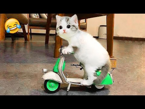 Видео: Ты смеешься – ты проиграл 😹🤣 Самые смешные собаки и кошки 2025 😹