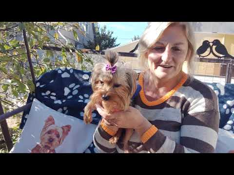 Видео: Мини малыш Майкл в поиске семьи 🥰 Цена 50 т р Доставка по миру+79788972514