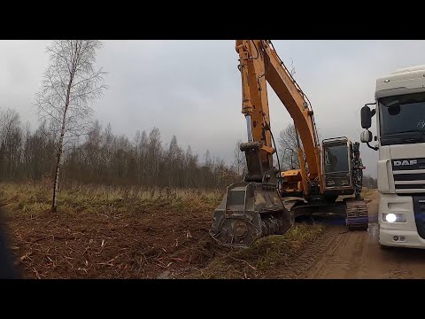 Видео: Бобер вернулся ! Дороге хана ! ХУТОР В ЛЕСУ №883