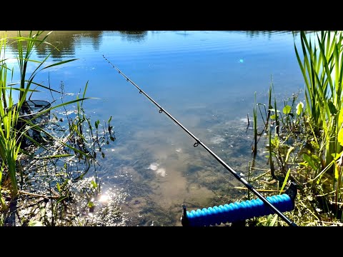 Видео: Рыбалка на утренней зорьке. Ловля КАРАСЯ на пруду.