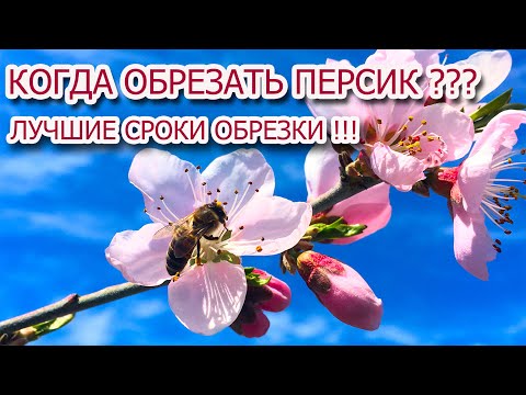 Видео: Лучшие сроки обрезки персика !!!