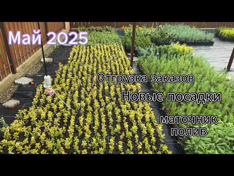 Видео: Обзор питомника. Май 2025