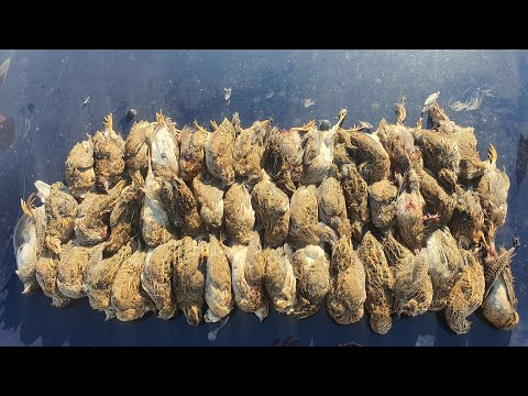 Видео: Охота на перепела 1 Quail hunting