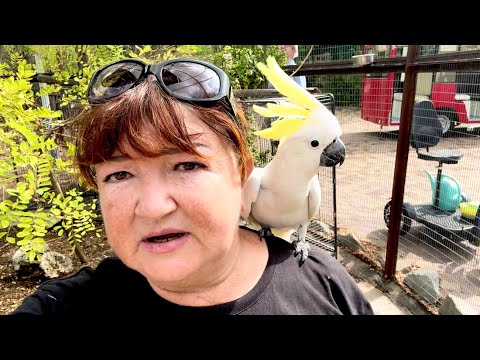 Видео: ДОЖИЛИ! Кира летает надо мной,не дает общаться с Кешей и хочет меня клюнуть,РЕВНУЕТ! А Кеша СМЕЕТСЯ!