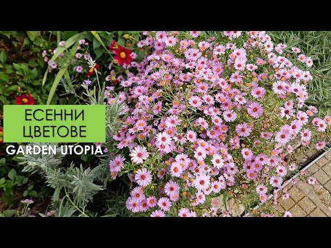 Видео: #Ден 27 от 90 ДНИ НА СЕЛО: Многогодишна астра (Aster dumosus)