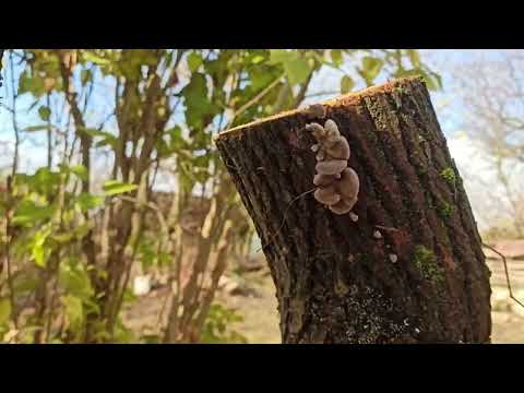 Видео: 10 ноября 2023г.Мой дом.Продолжаю расчищать участок.