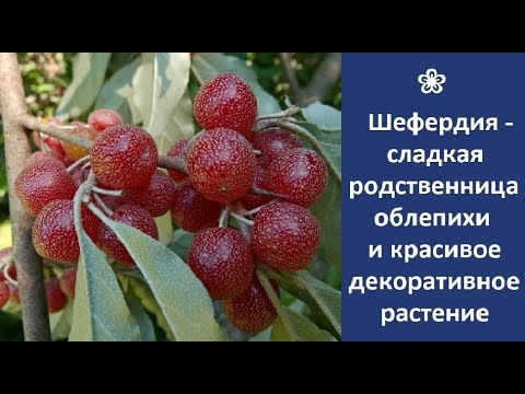 Видео: ❀ Шефердия – не только сладкая родственница облепихи, но и красивое декоративное растение