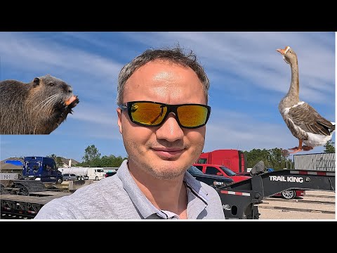 Видео: Гуси и бобры в грузоперевозках США