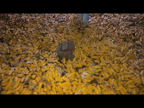 Видео: Як сушимо та зберігаємо кукурудзу в качанах. Який врожай з 20 соток