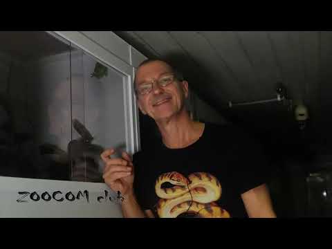 Видео: Кто так орет? Ночная экскурсия к лягушкам.