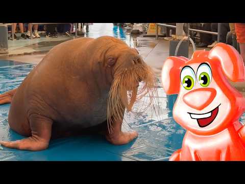 Видео: Морж, тюлень и морская корова приглашают желейного Стасика нырнуть в аквариум.