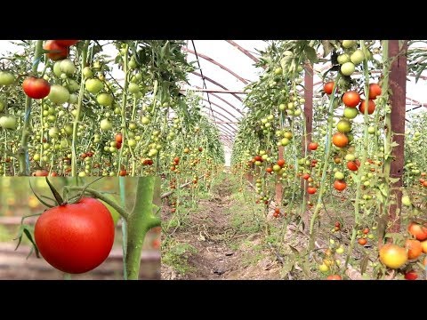 Видео: УЗИНГИЗ ИШЛАМАСДАН 1 КВАРТАЛДА 50 МЛН ДАРОМАД