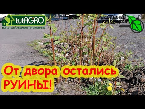 Видео: ЗАПОМНИТЕ, ЭТИ РАСТЕНИЯ ОСТАВЯТ РУИНЫ ОТ ВАШЕГО УЧАСТКА! 100 раз подумайте, прежде чем их сажать.