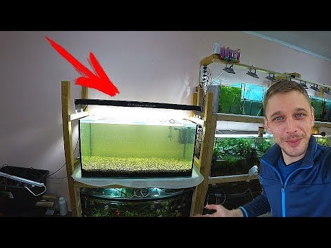 Видео: Запустил аквариум на земле